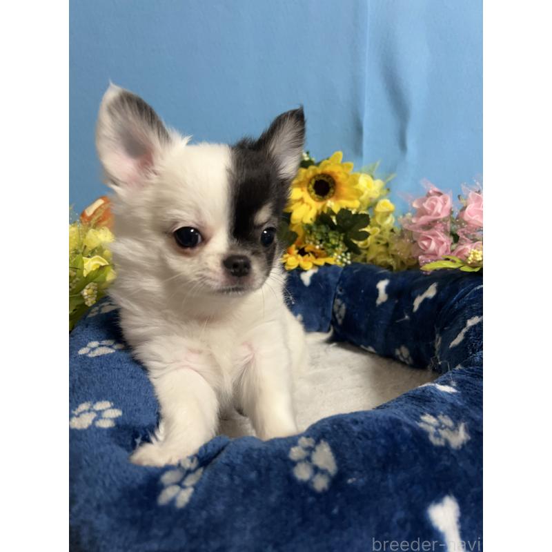 成約済の福岡県のチワワ(ロングコート)-435116の4枚目