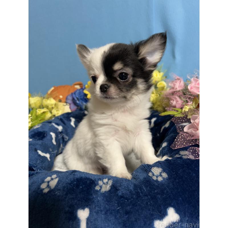 成約済の福岡県のチワワ(ロングコート)-435116の3枚目