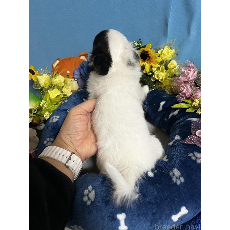 成約済の福岡県のチワワ(ロングコート)-435116の2枚目