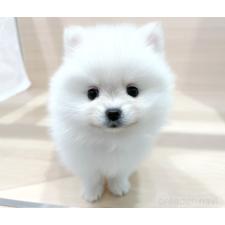 ♀︎ポメラニアン