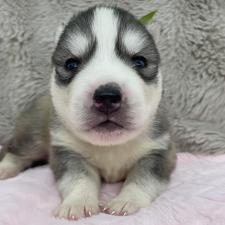 シベリアンハスキーの子犬