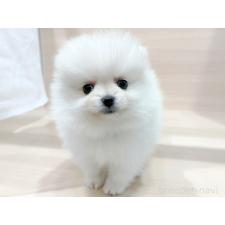 ♀︎ポメラニアン