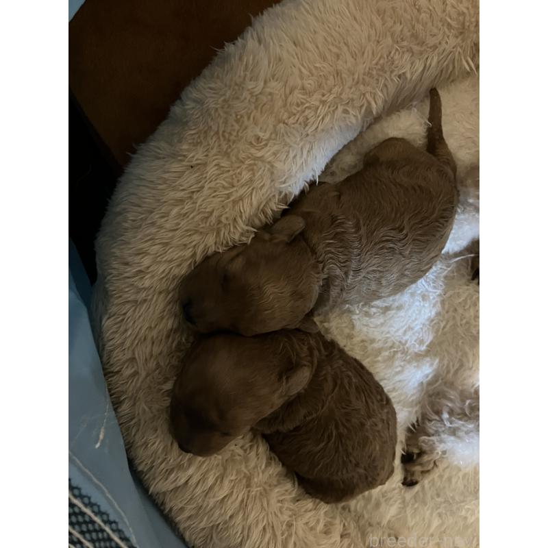 成約済の滋賀県のトイプードル-441370の12枚目