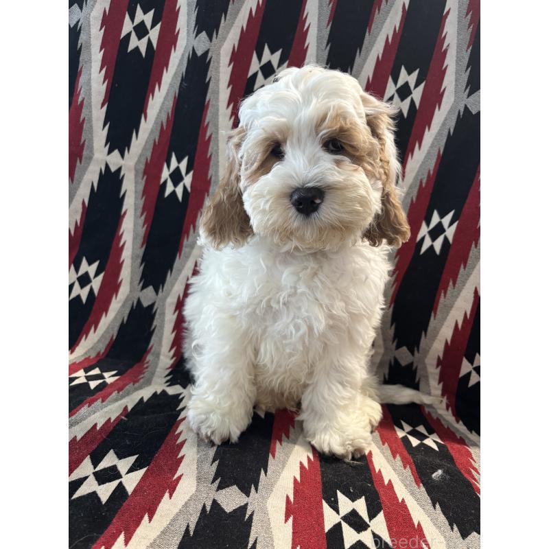 販売中の茨城県のコッカプー:アメリカンコッカースパニエル×トイプードル-431965の2枚目