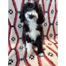 ♀︎バーニードゥードル:バーニーズ×スタンダードプードル