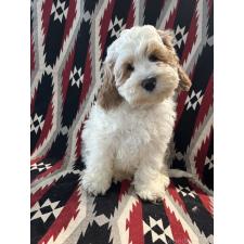 オンライン見学