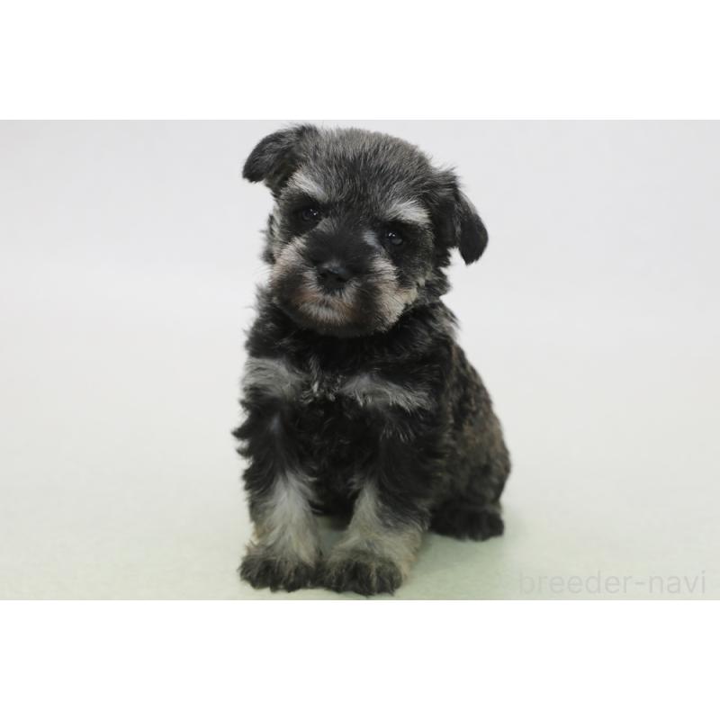 成約済の神奈川県のミニチュアシュナウザー-440309の2枚目