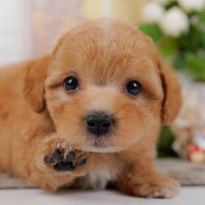 ♀︎マルプー:マルチーズ×トイプードル