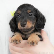 ♀︎ミニチュアダックスフンド(ロングヘアード)