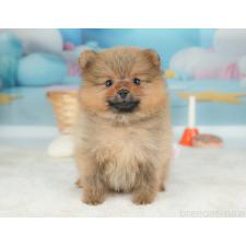 ♀︎ポメラニアン