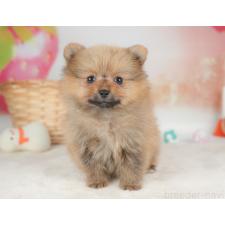 ♀︎ポメラニアン