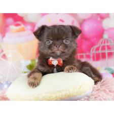 ♀︎チワワ(ロングコート)