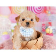 ♀︎トイプードル