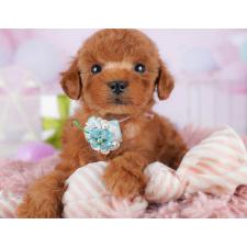 ♀︎タイニープードル