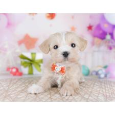 ♀︎マルプー:マルチーズ×トイプードル