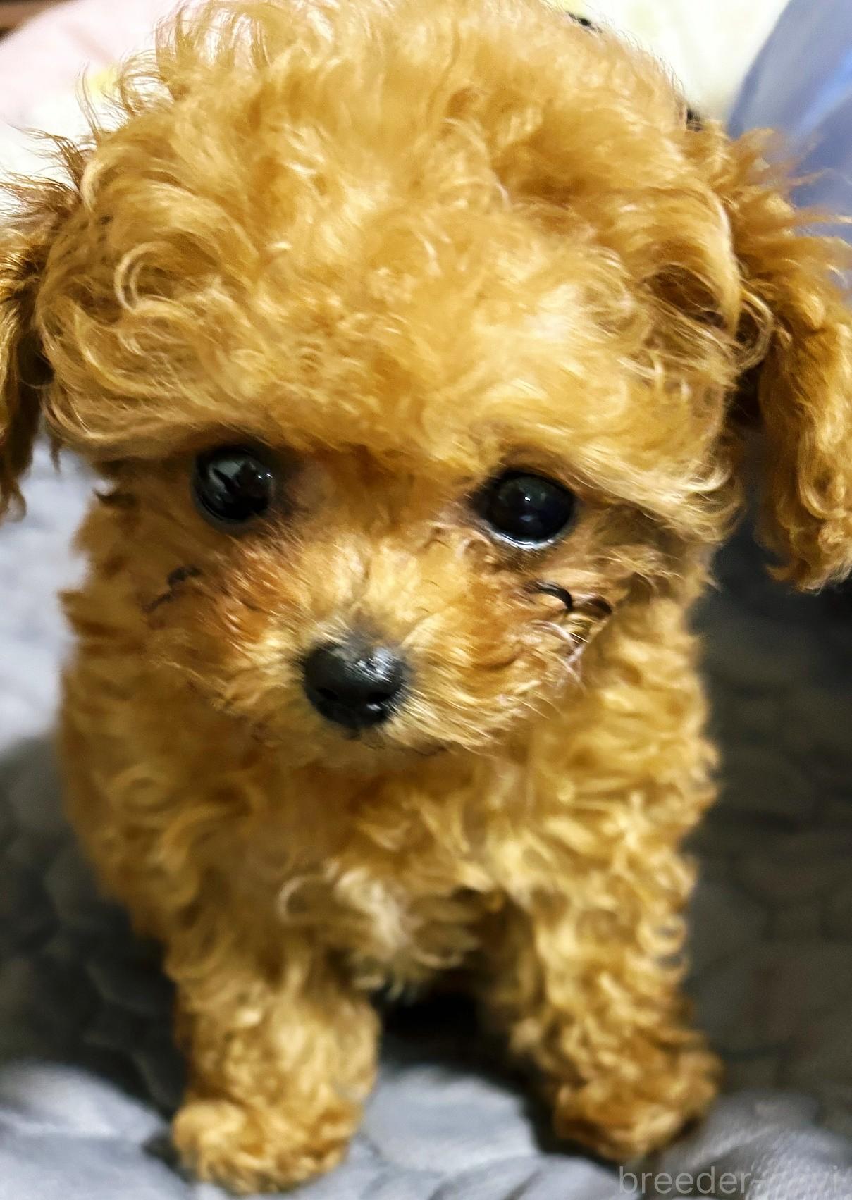 金子ブリーダー