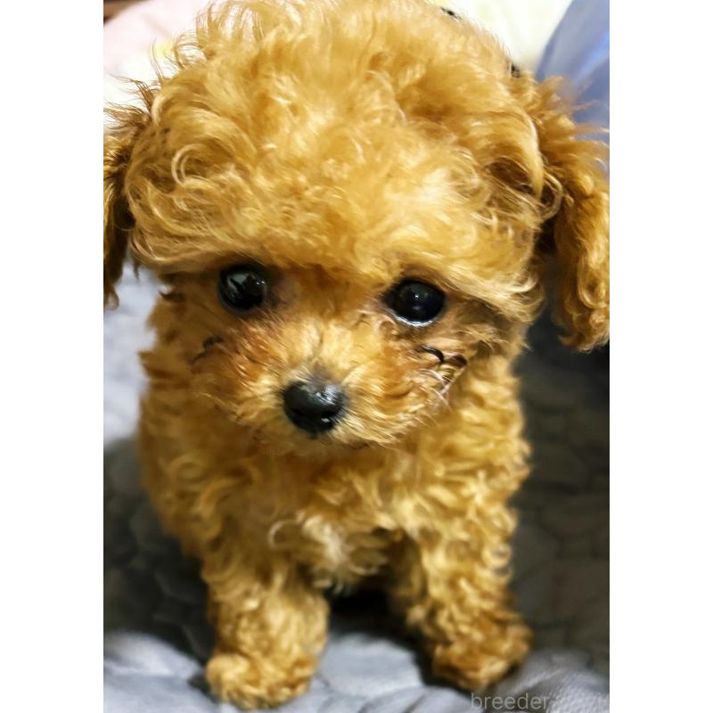 金子数子ブリーダーの詳細の1枚目