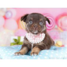 ♀︎チワワ(ロングコート)