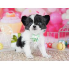 ♀︎チワワ(ロングコート)