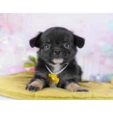 ♀︎チワワ(ロングコート)