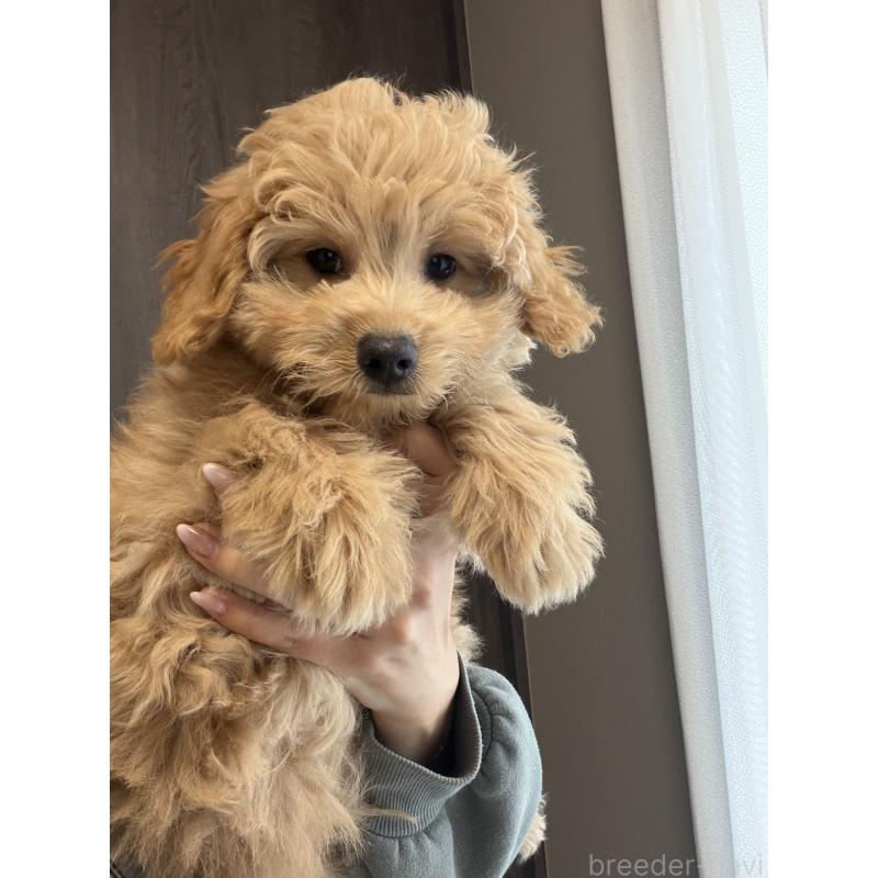 成約済の滋賀県のポメプー:ポメラニアン×トイプードル-431665の2枚目