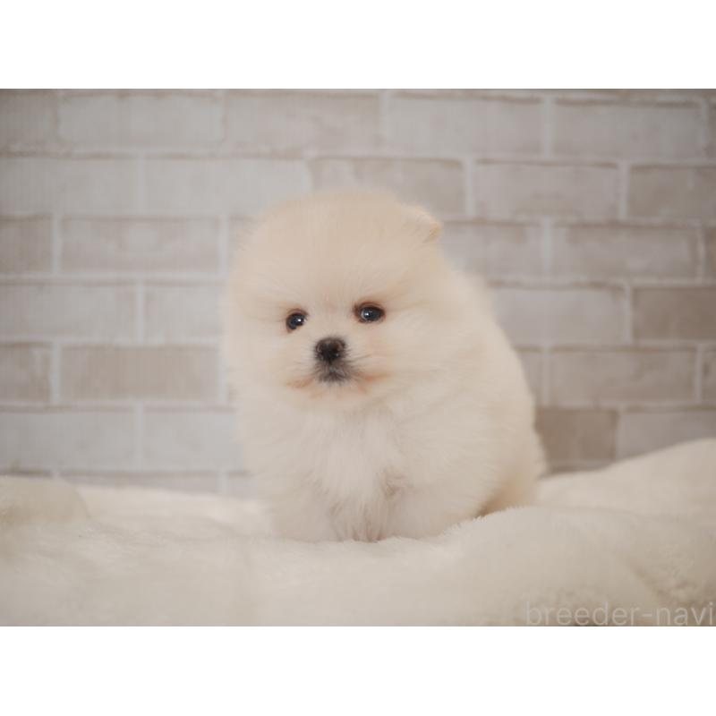 成約済の福岡県のポメラニアン-441326の3枚目