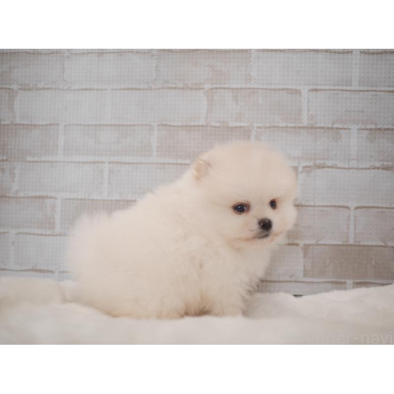 成約済の福岡県のポメラニアン-441326の2枚目