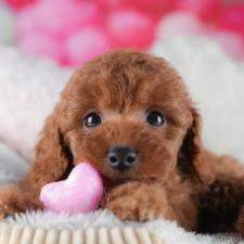 オンライン見学