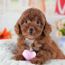 オンライン見学