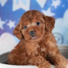 オンライン見学