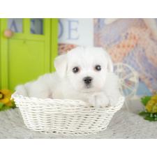 ♀︎マルチーズ