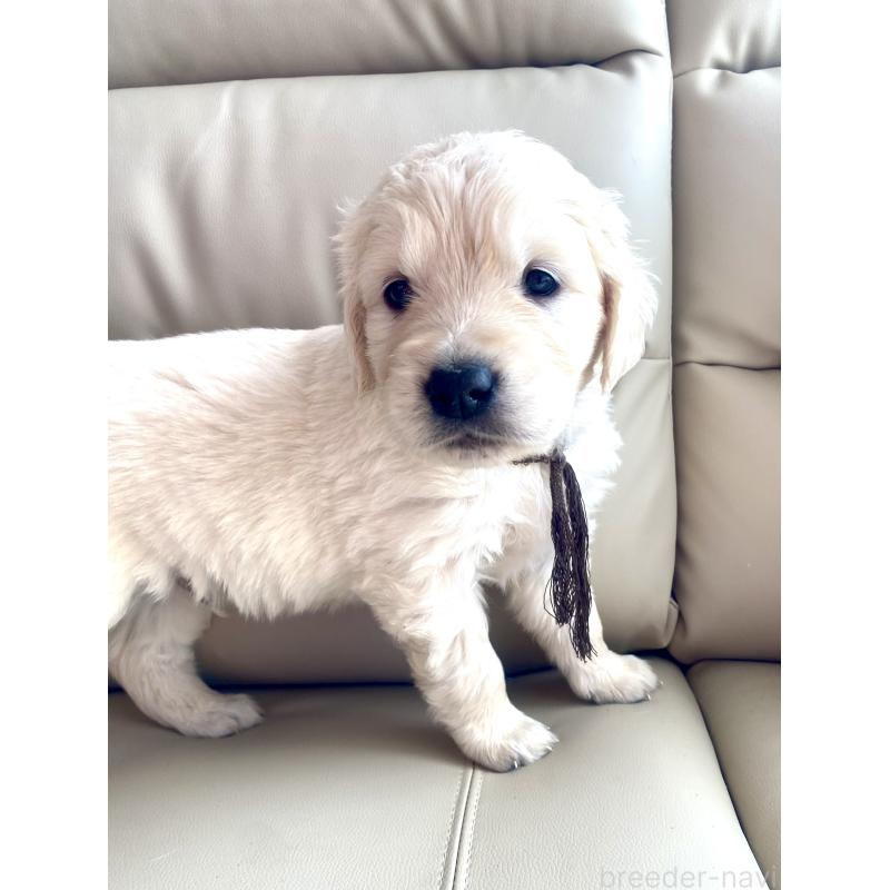 成約済の東京都のゴールデンレトリーバー-440371の7枚目