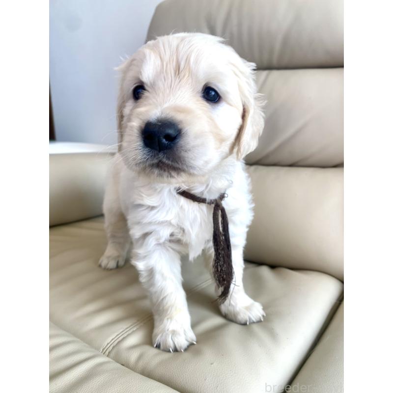 成約済の東京都のゴールデンレトリーバー-440371の6枚目