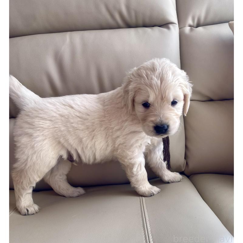 成約済の東京都のゴールデンレトリーバー-440371の5枚目