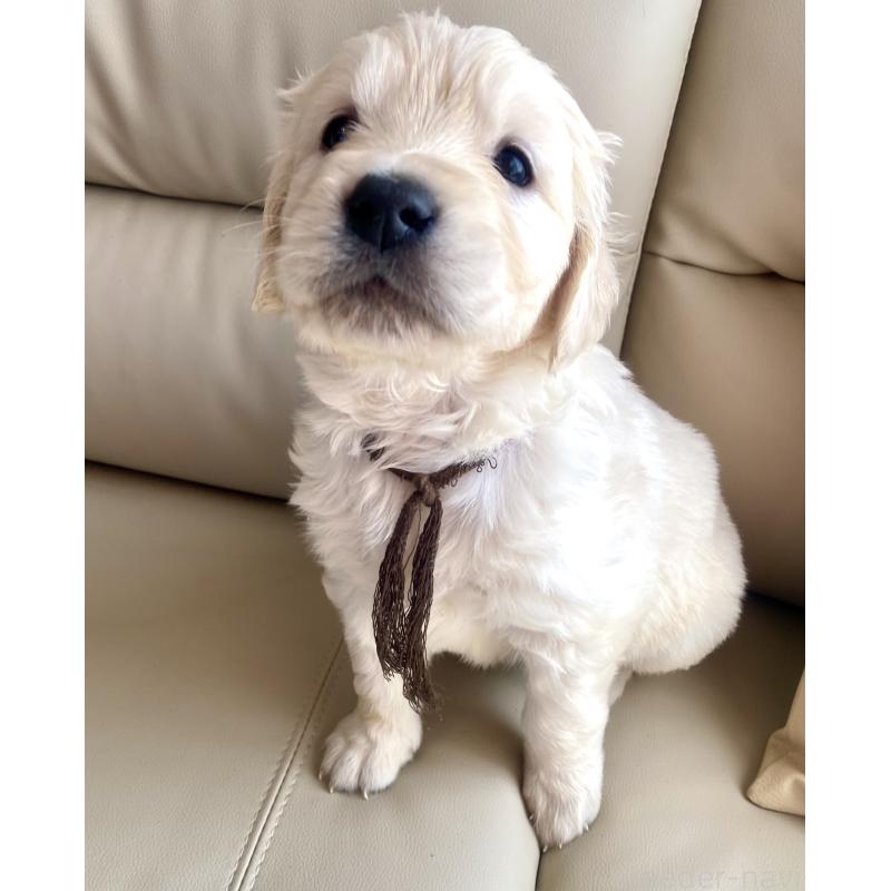 成約済の東京都のゴールデンレトリーバー-440371の4枚目