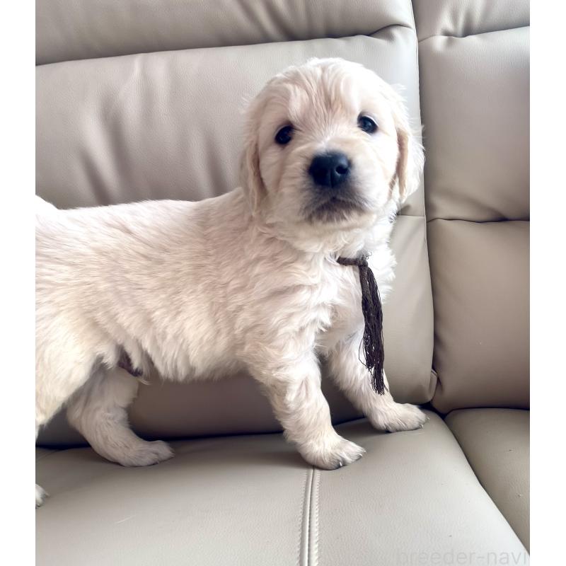 成約済の東京都のゴールデンレトリーバー-440371の3枚目