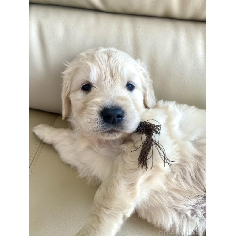 成約済の東京都のゴールデンレトリーバー-440371の2枚目