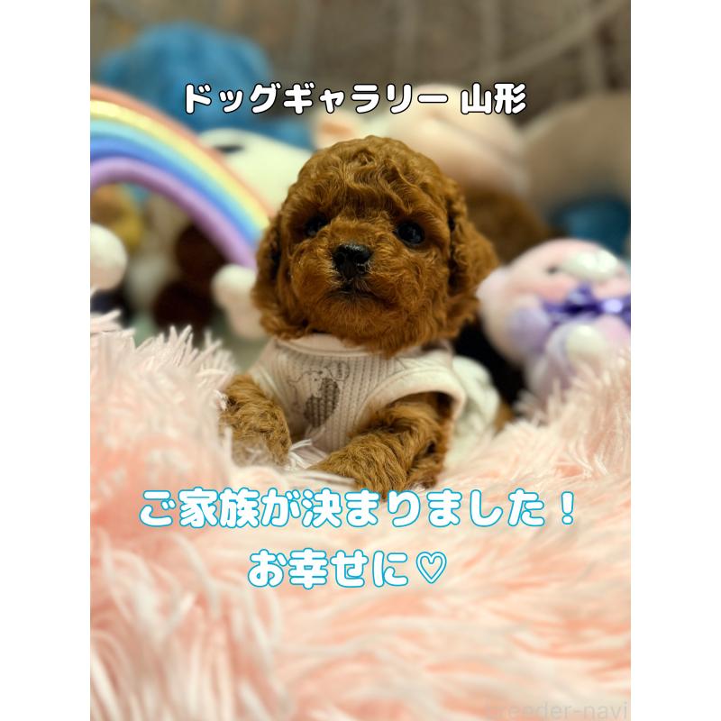 ♂︎トイプードル