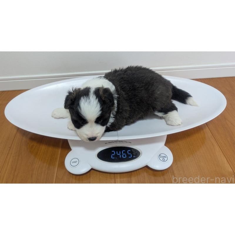 成約済の岐阜県のボーダーコリー-441388の17枚目