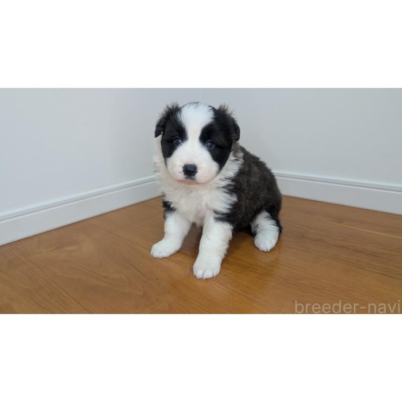 成約済の岐阜県のボーダーコリー-441388の16枚目