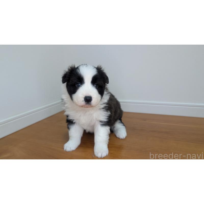 成約済の岐阜県のボーダーコリー-441388の15枚目