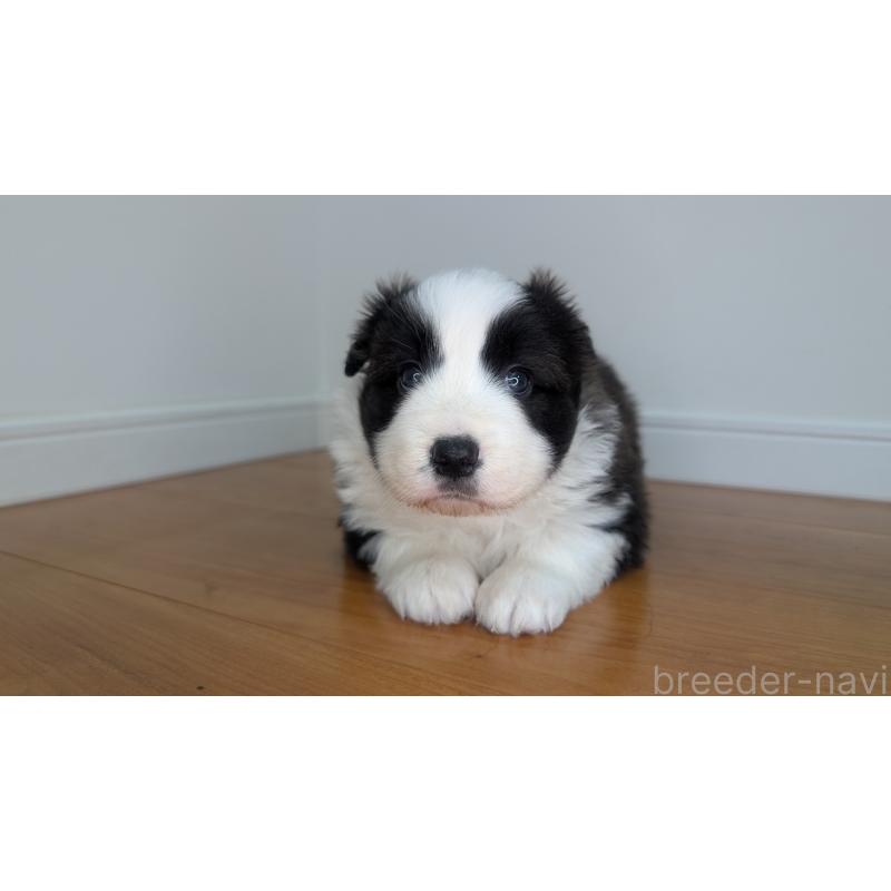 成約済の岐阜県のボーダーコリー-441388の14枚目