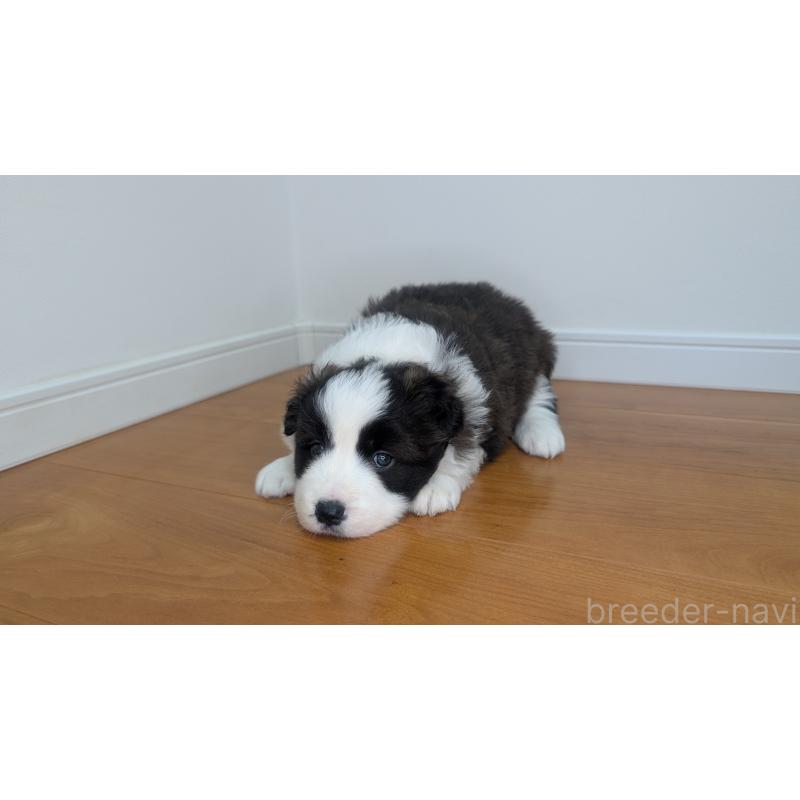 成約済の岐阜県のボーダーコリー-441388の13枚目