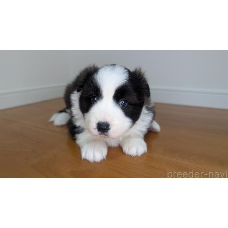 成約済の岐阜県のボーダーコリー-441388の12枚目