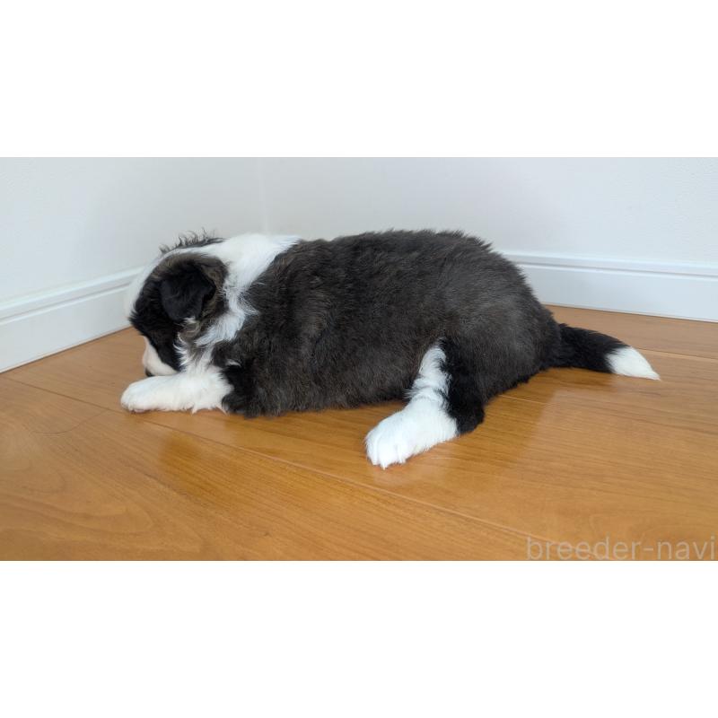 成約済の岐阜県のボーダーコリー-441388の11枚目