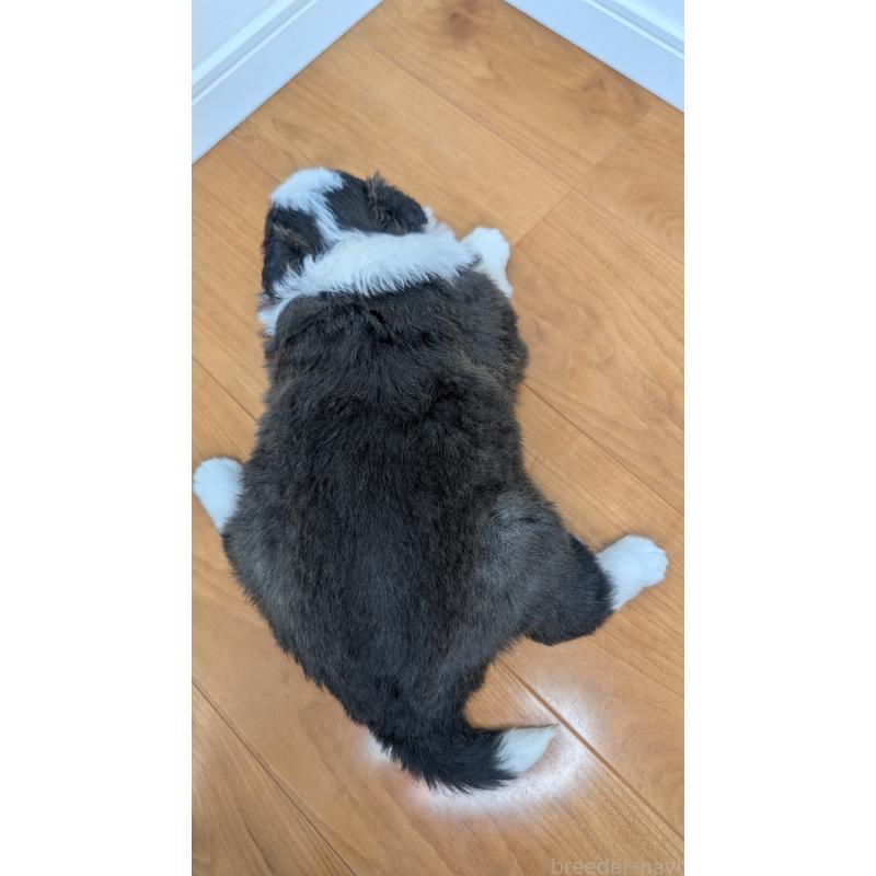 成約済の岐阜県のボーダーコリー-441388の10枚目