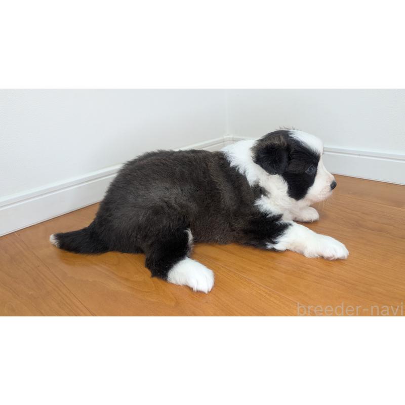 成約済の岐阜県のボーダーコリー-441388の9枚目