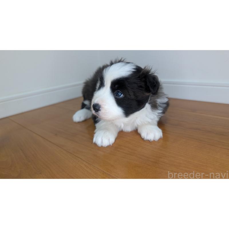 成約済の岐阜県のボーダーコリー-441388の8枚目