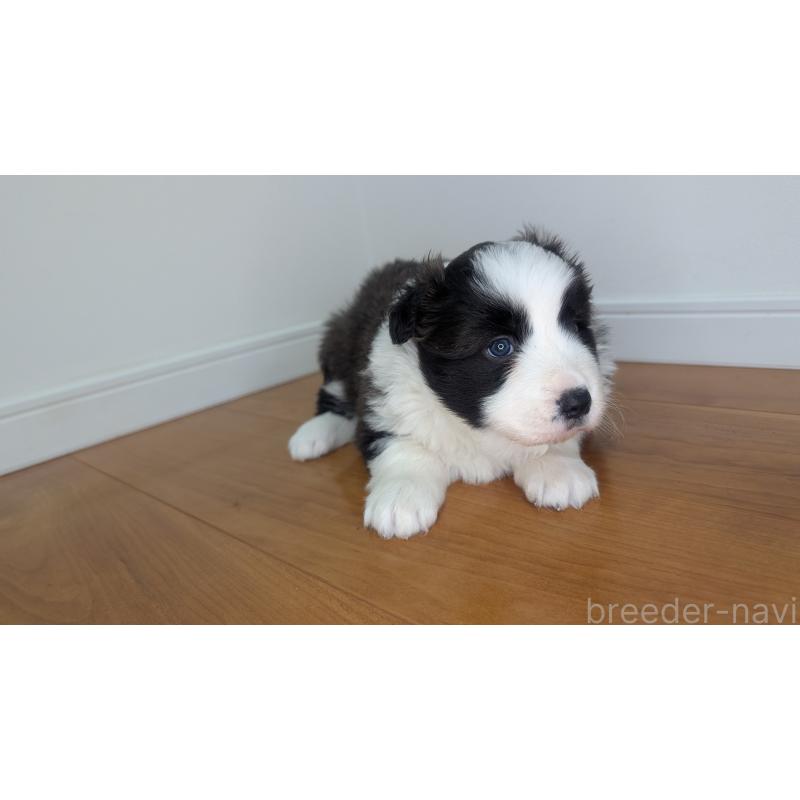 成約済の岐阜県のボーダーコリー-441388の7枚目