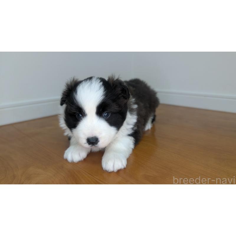 成約済の岐阜県のボーダーコリー-441388の6枚目